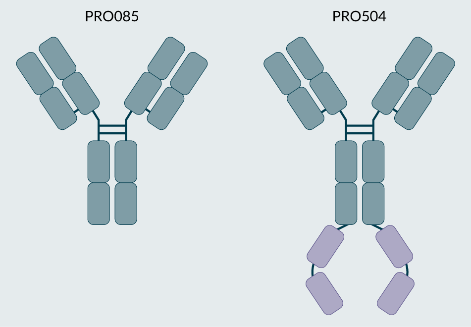 The target parent antibodies, PRO085 and PRO504.